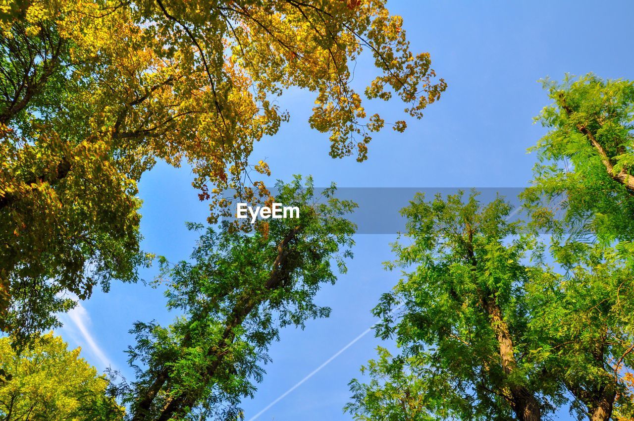 Low angle view of trees against clear blue sky