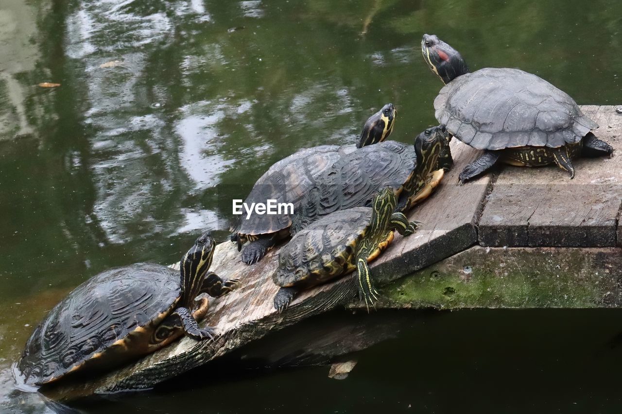 High angle view of terrapins