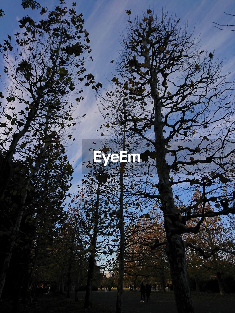 LOW ANGLE VIEW OF TREE AGAINST SKY