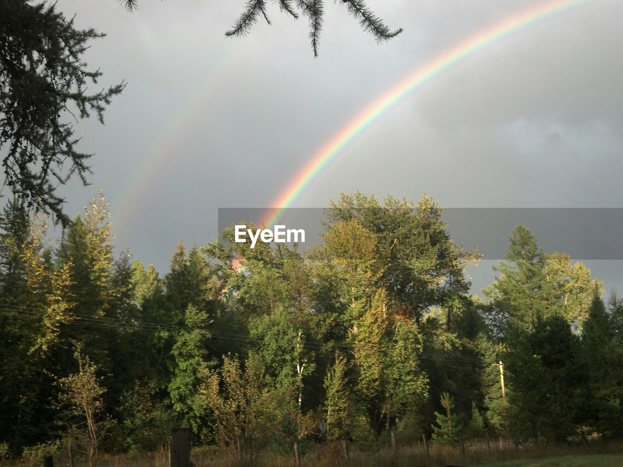 Rainbow over trees in forest