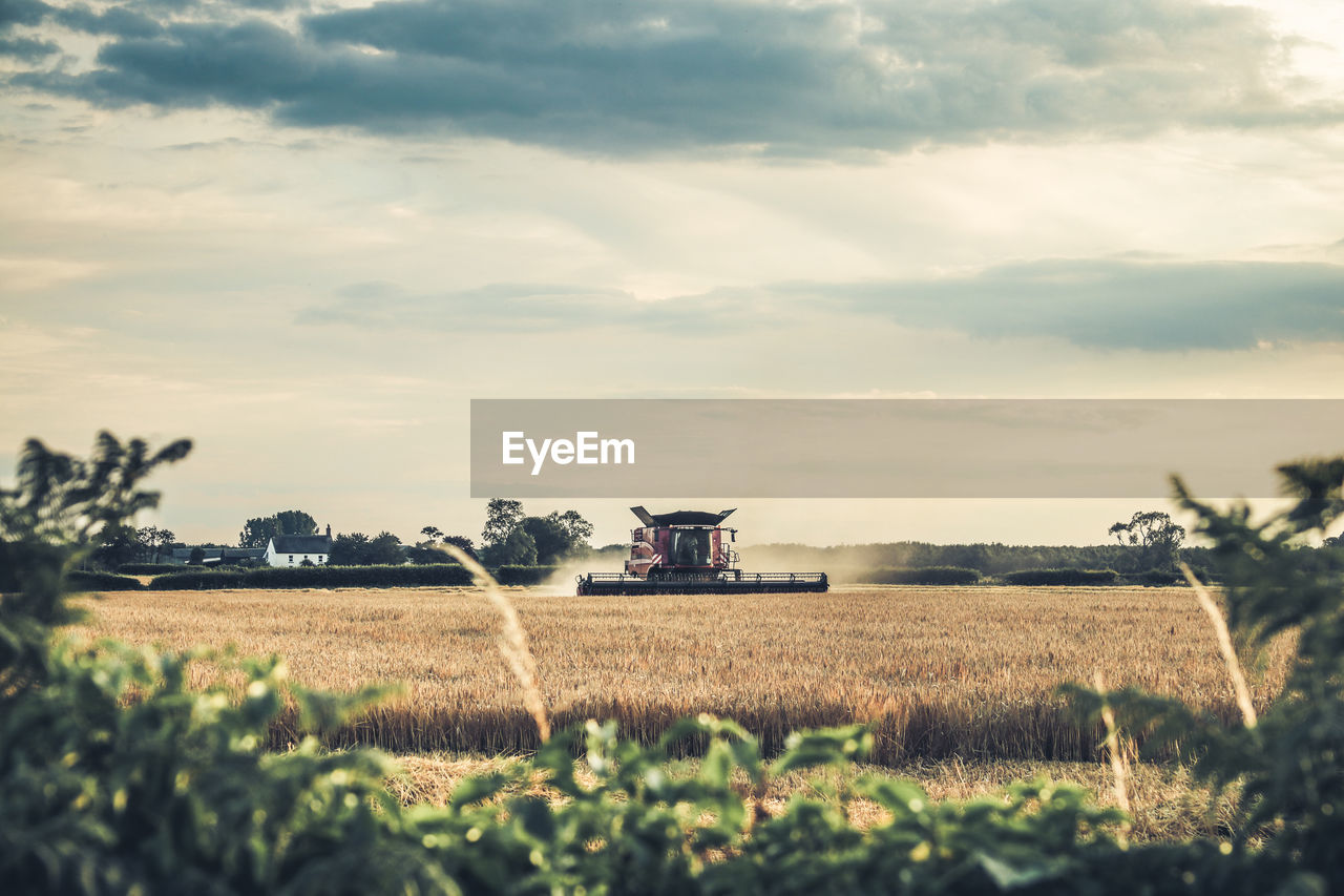 FIELD AGAINST SKY