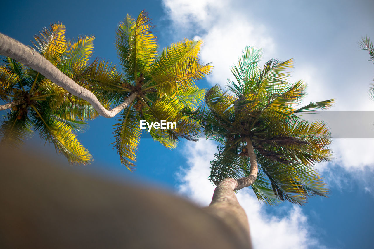 LOW ANGLE VIEW OF TREES AGAINST SKY