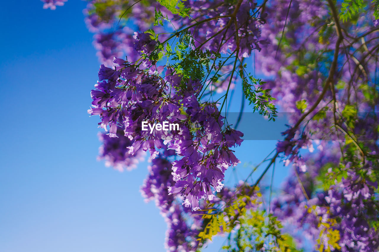 Low angle view of purple flowering plant against sky