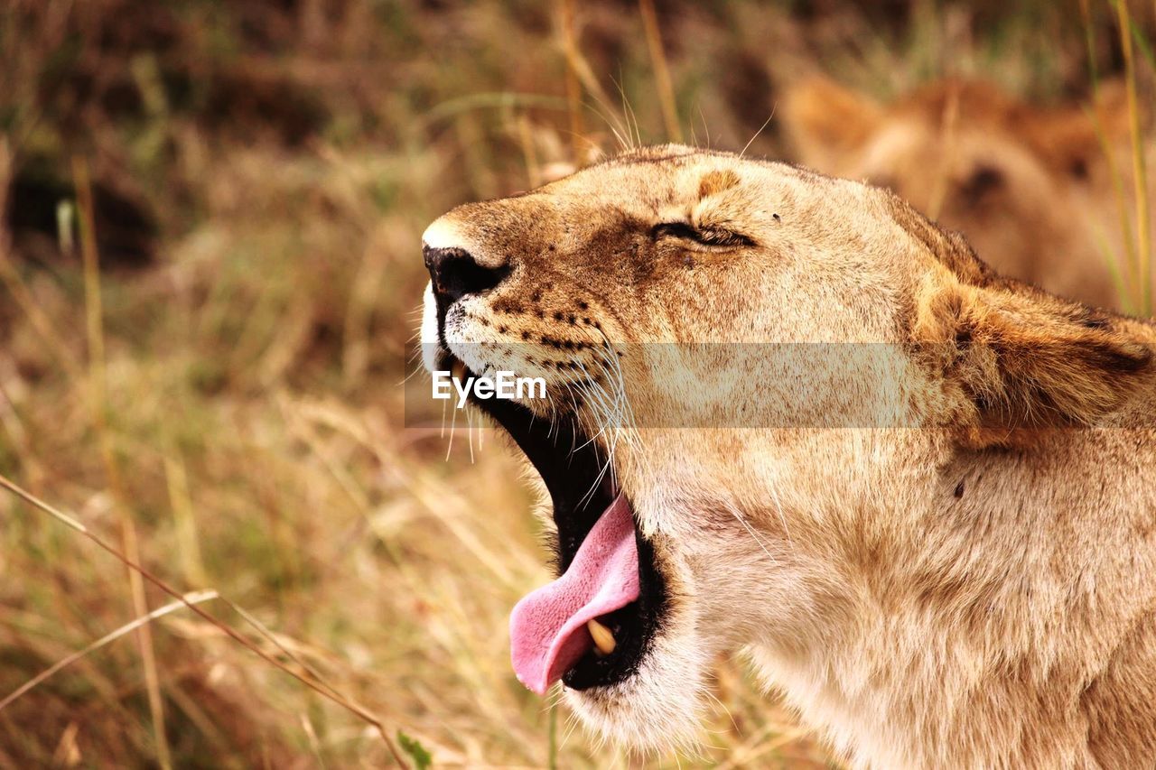 Close-up of lion yawning in forest