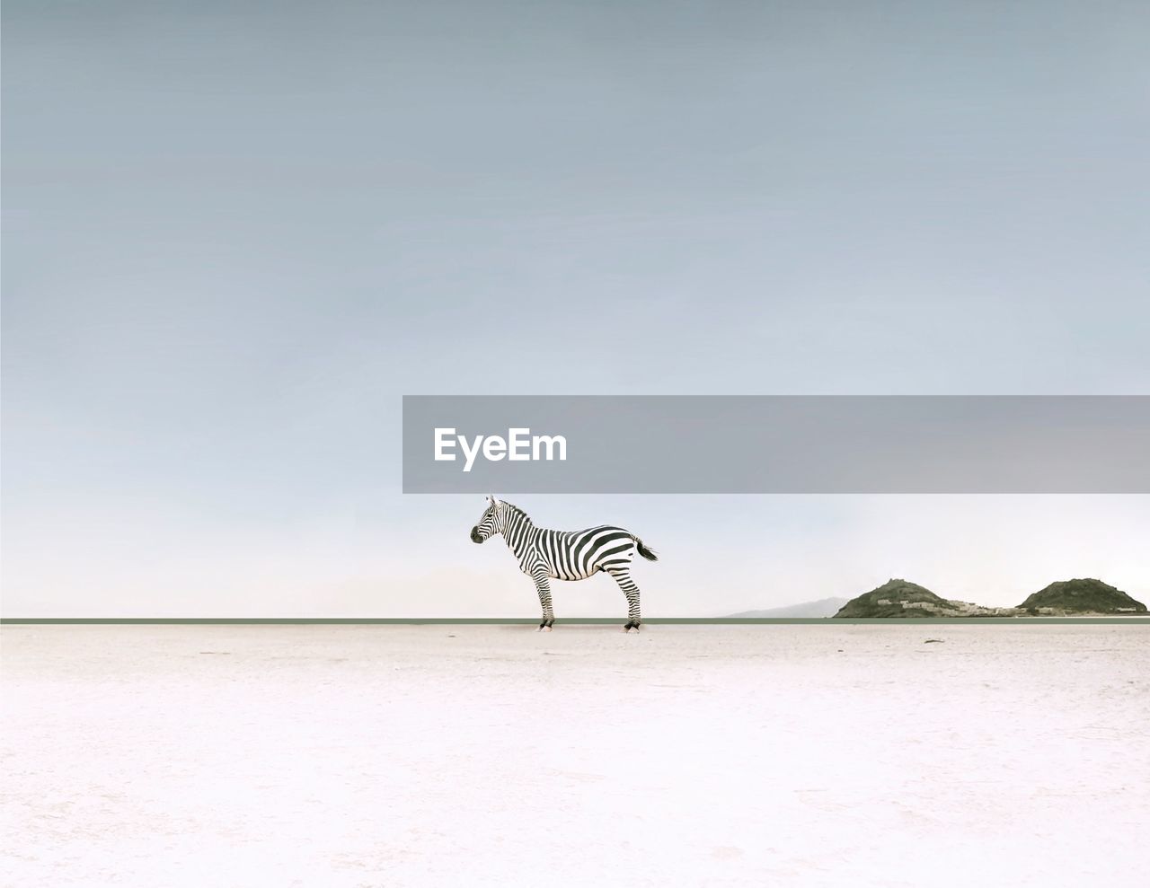 Zebra standing at beach against sky