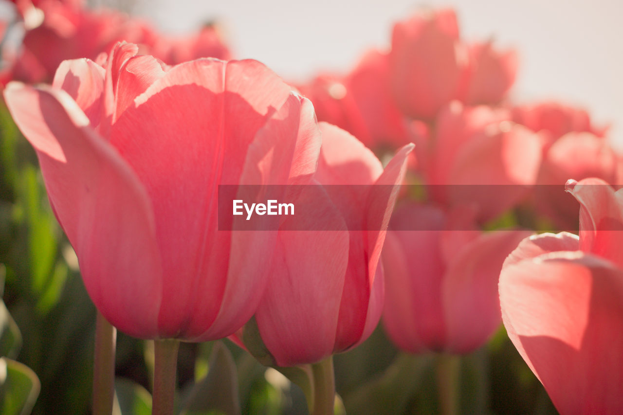 Close-up of pink tulips