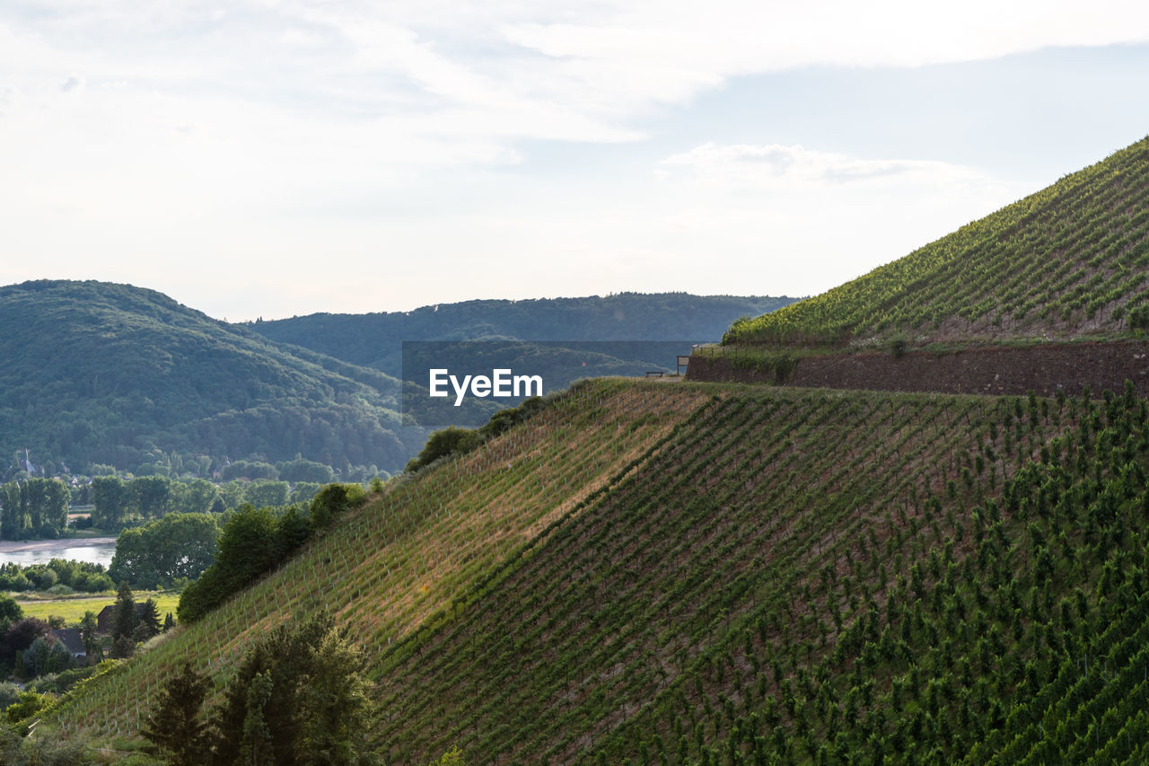 VINEYARD AGAINST SKY