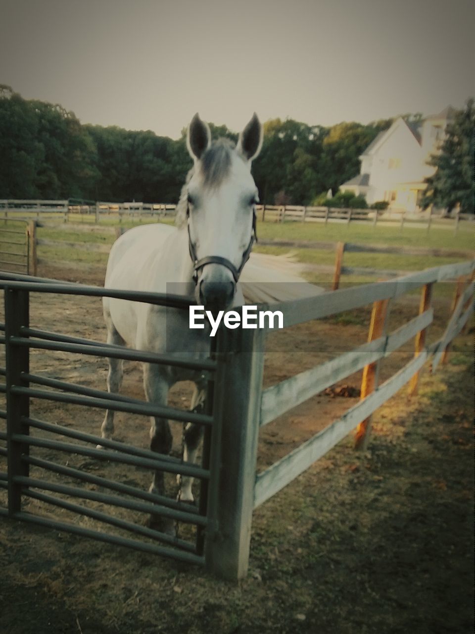 White horse in ranch