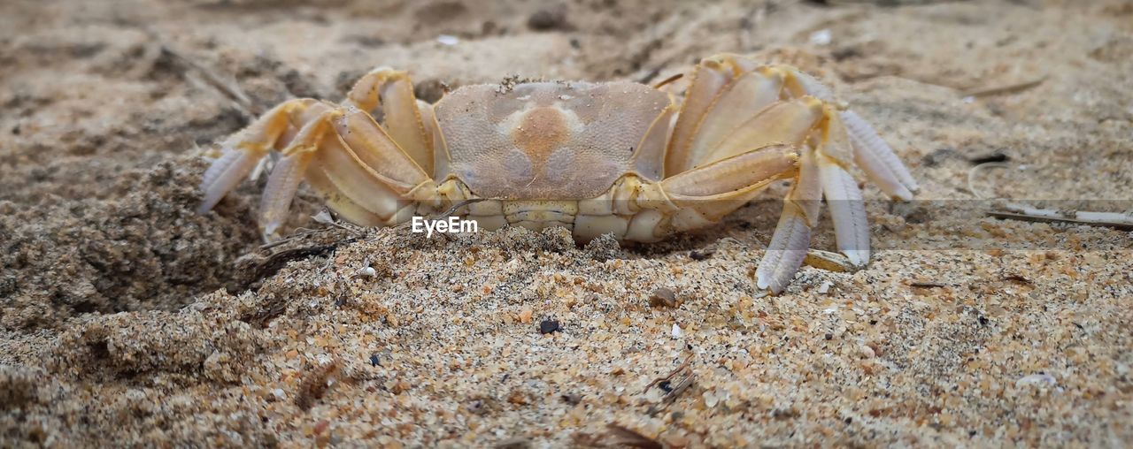 close-up of crab on beach