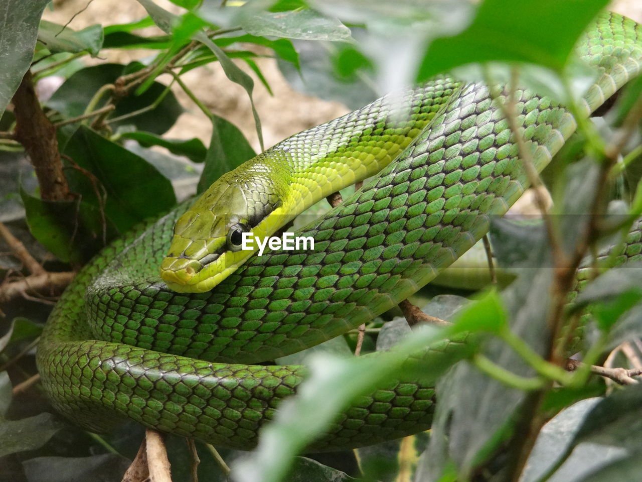  close-up of green snake on branch