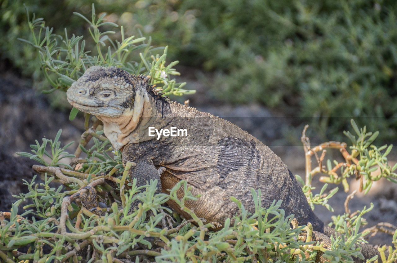 Side view of iguana by plant