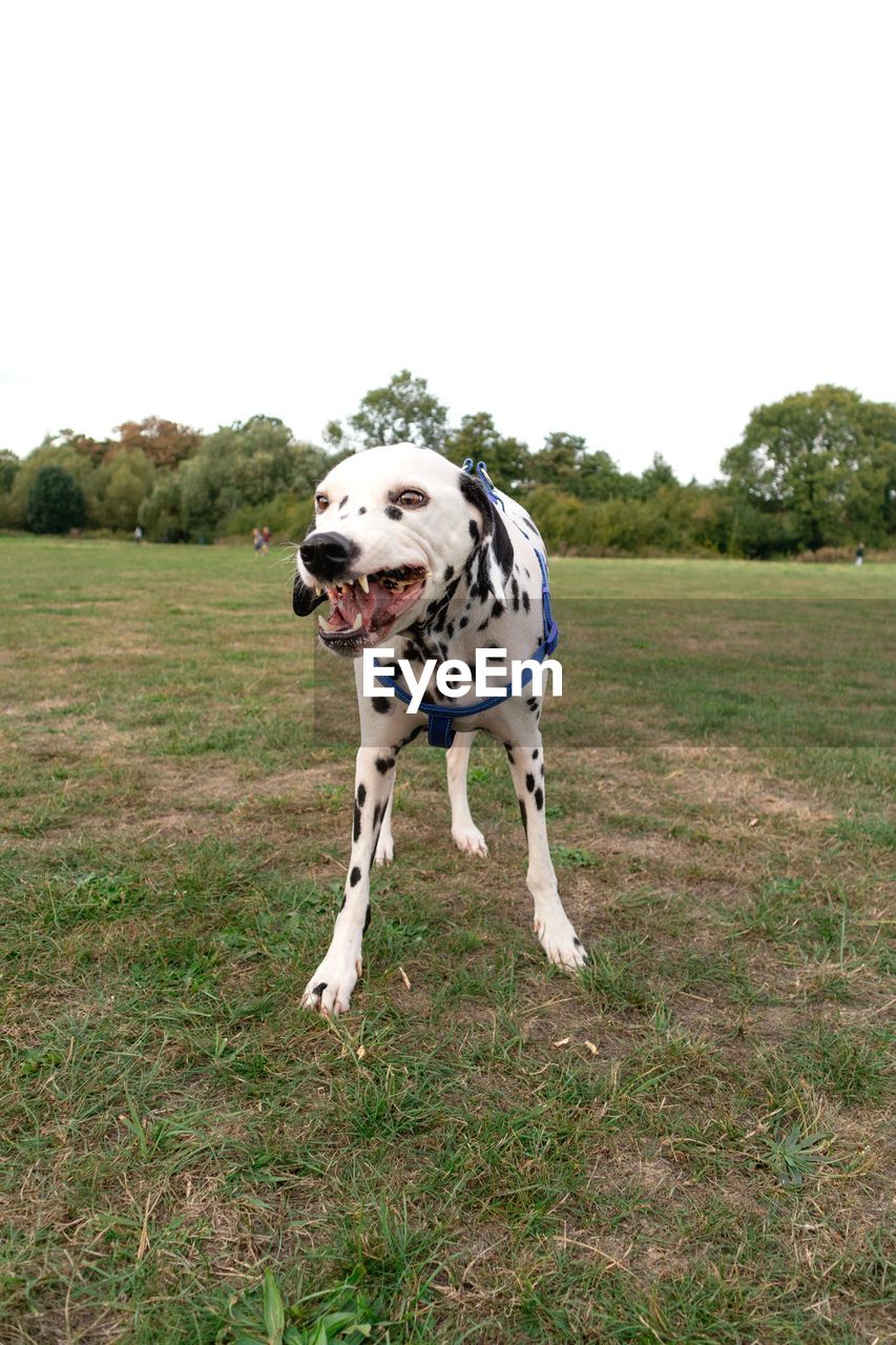 Dalmatian dog standing on field