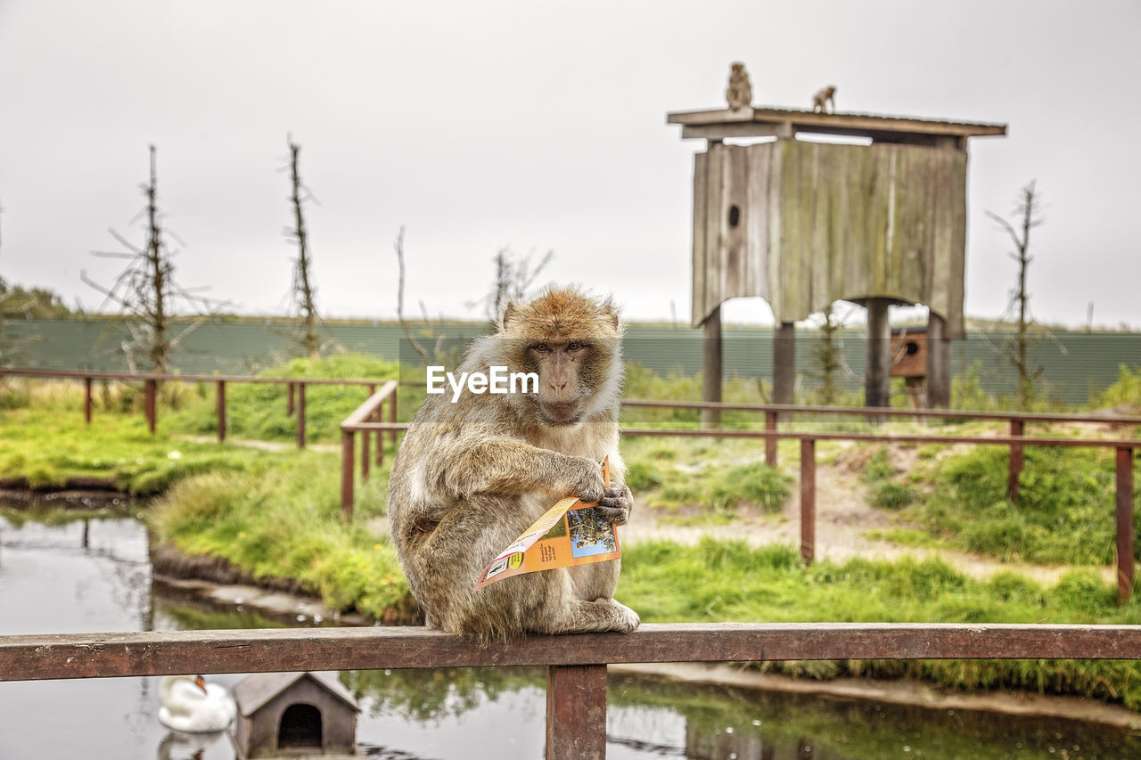 Monkey holding paper while sitting on railing over river against sky