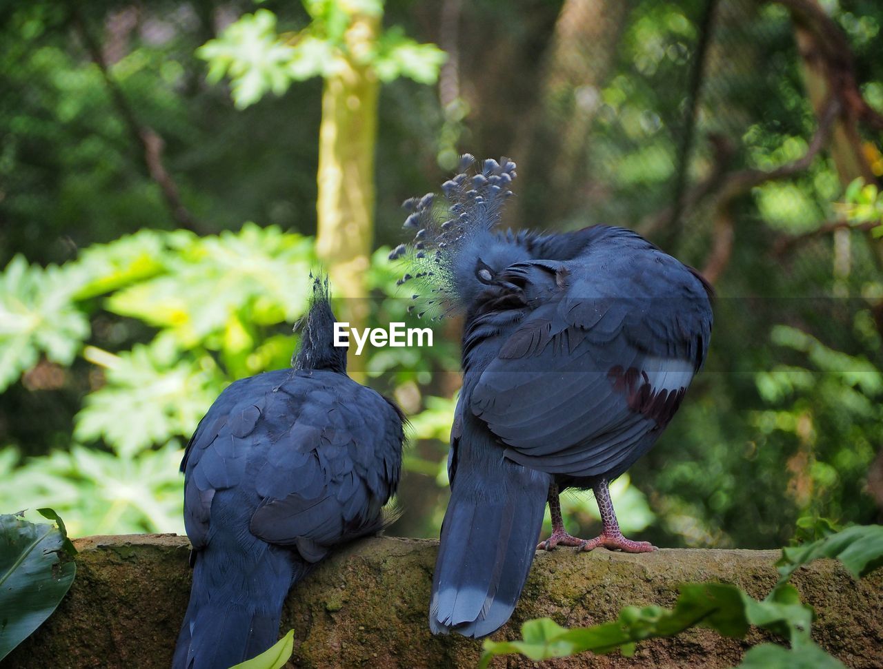 CLOSE-UP OF PIGEONS PERCHING