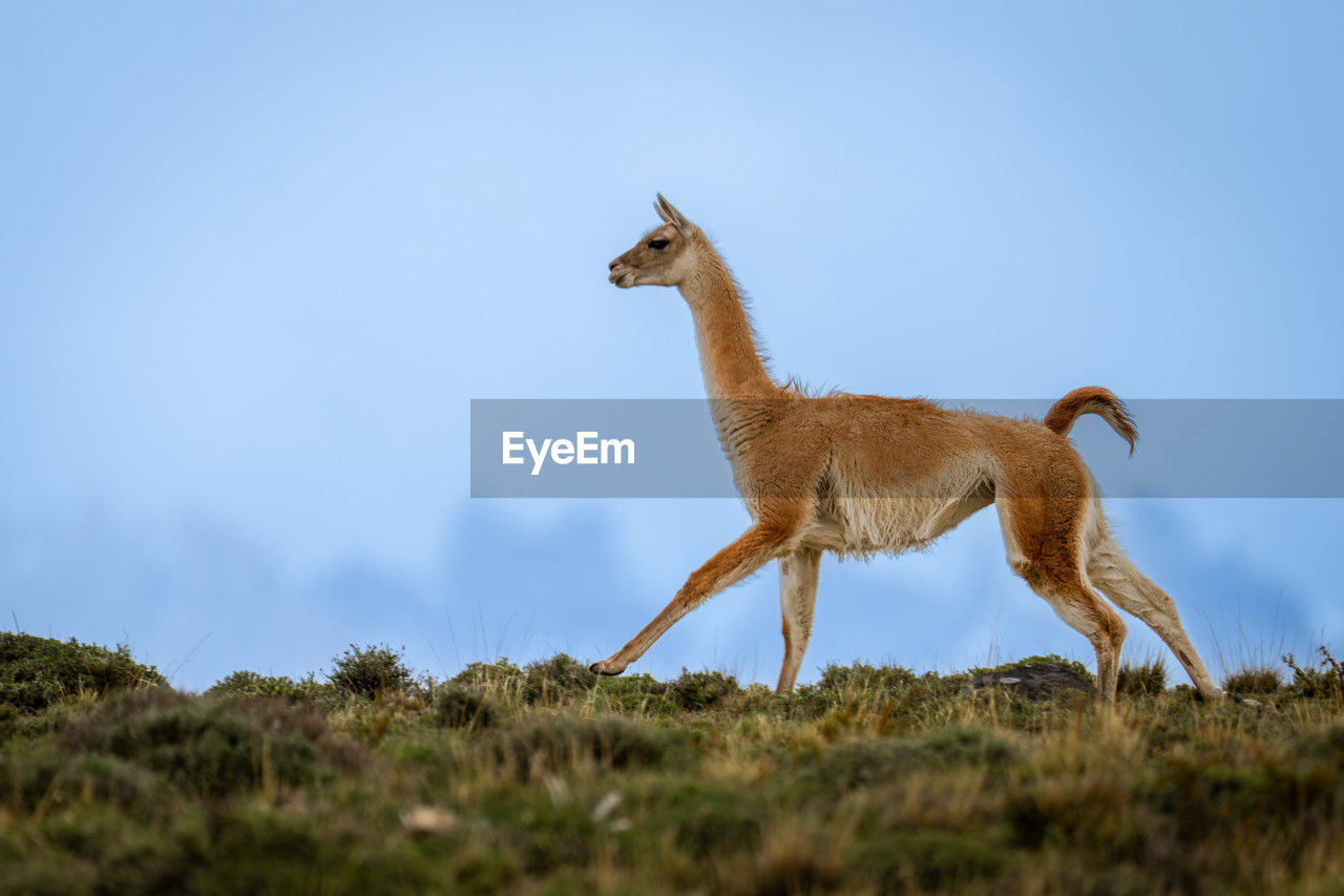 animal, animal themes, animal wildlife, mammal, wildlife, one animal, no people, sky, side view, nature, full length, grass, standing, plant, outdoors, day, blue, domestic animals, environment, copy space