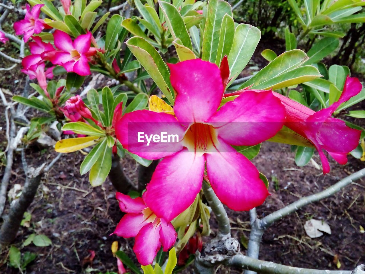 CLOSE-UP OF PINK FLOWERS BLOOMING