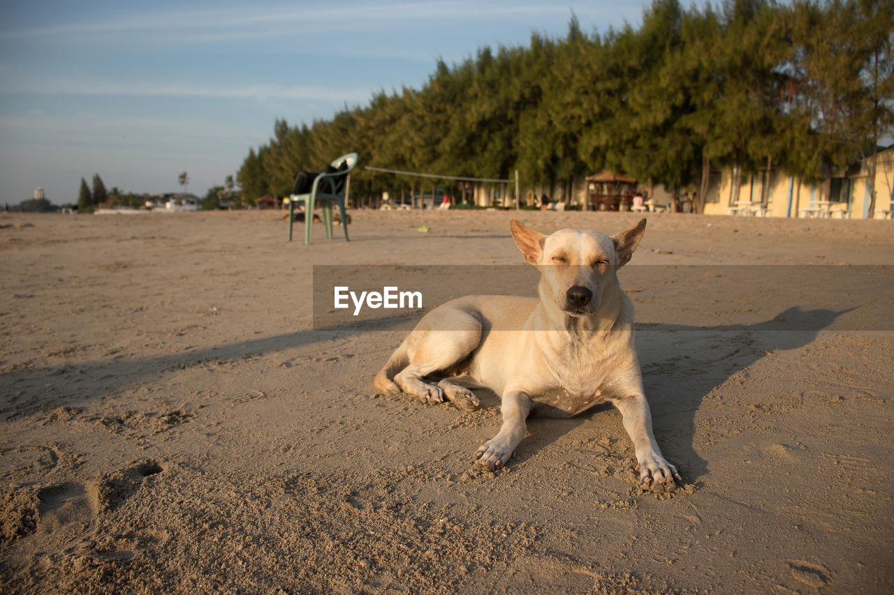 PORTRAIT OF DOG LYING ON BEACH