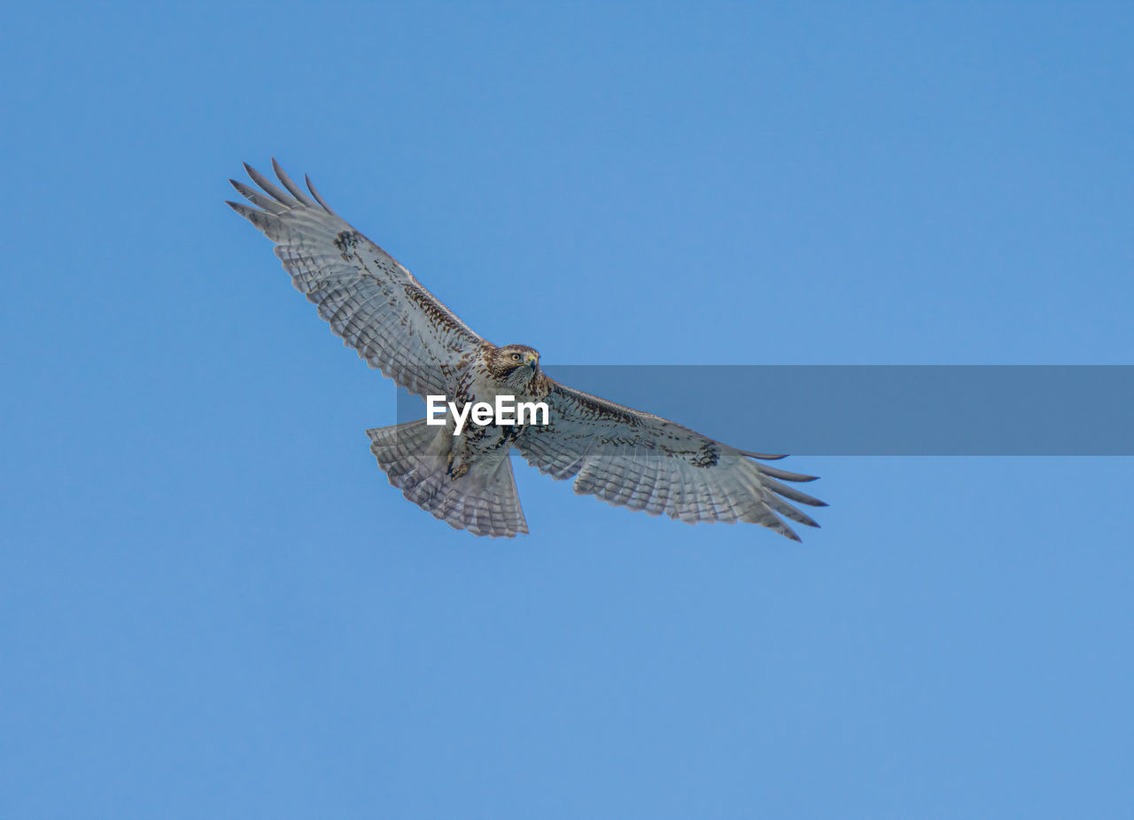Hawk soars high in blue skies on a cold winter day