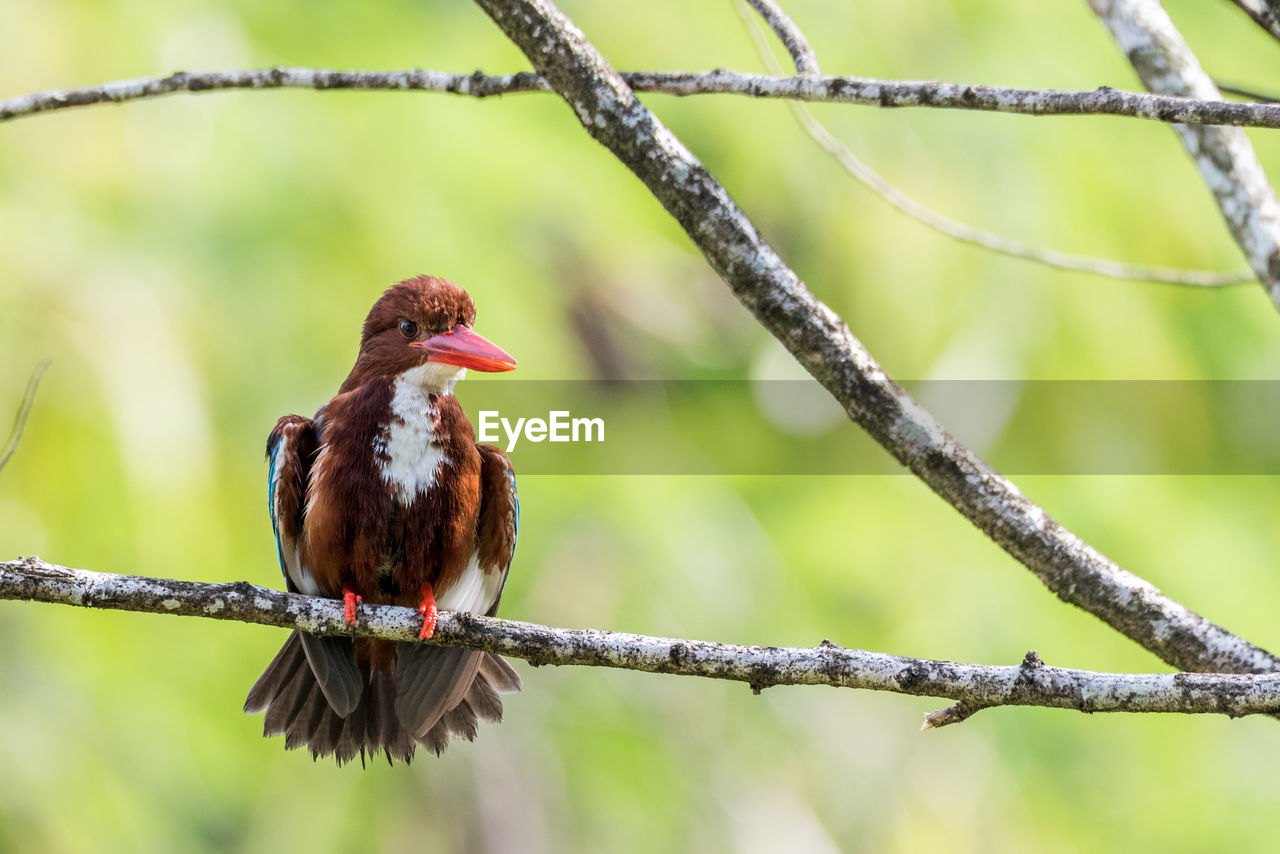 White-throated kingfisher perching