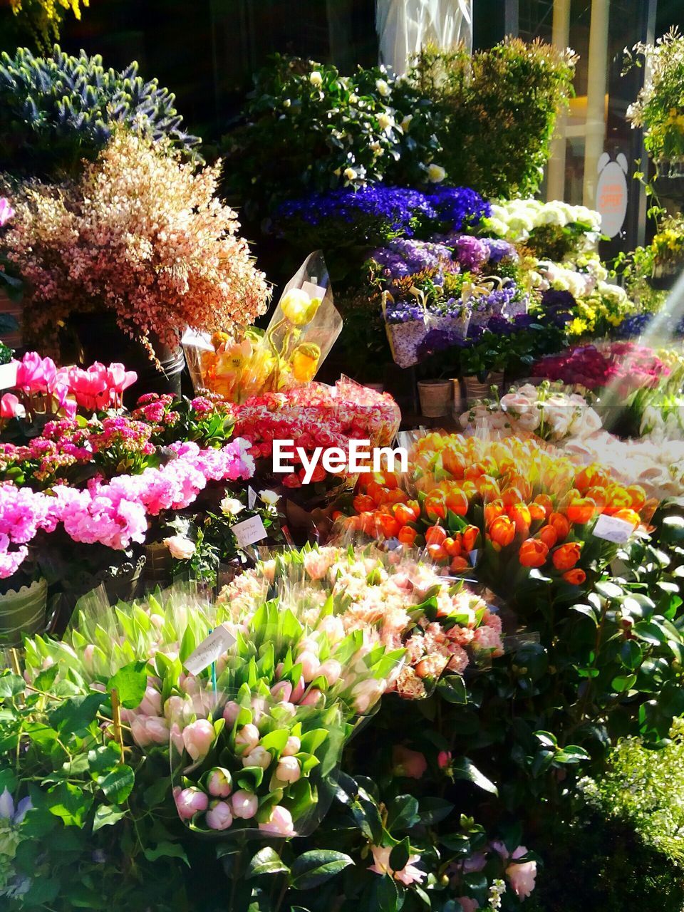 Close-up of flowers blooming outdoors