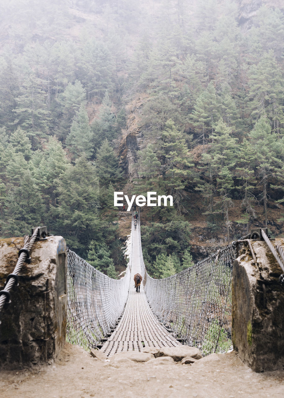 View of a horse crossing a suspension bridge in forest