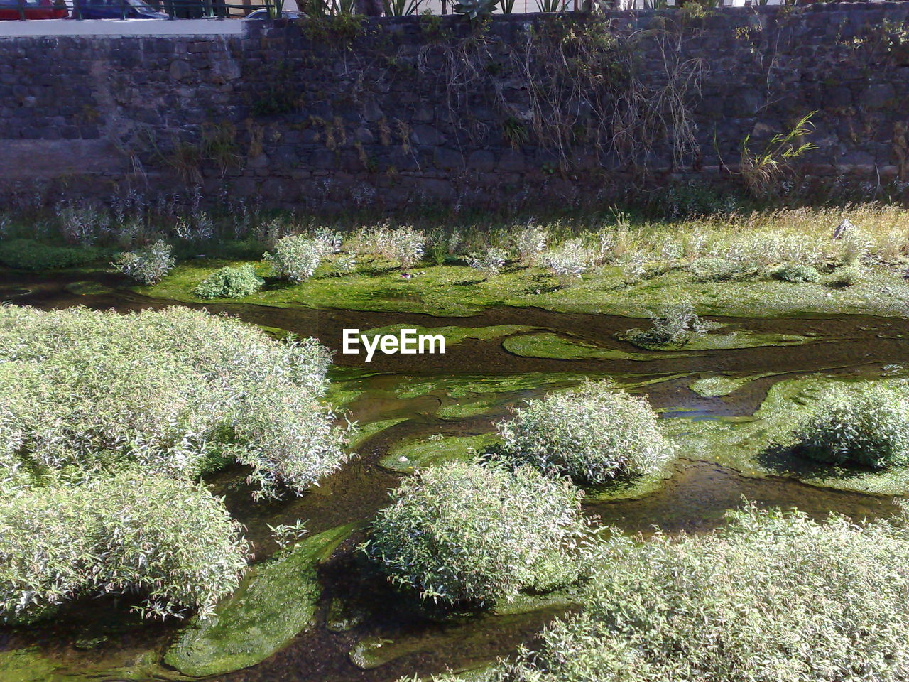 PLANTS GROWING IN WATER