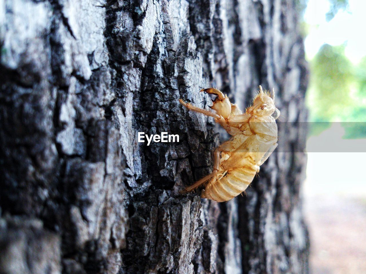 Close-up of insect on tree trunk