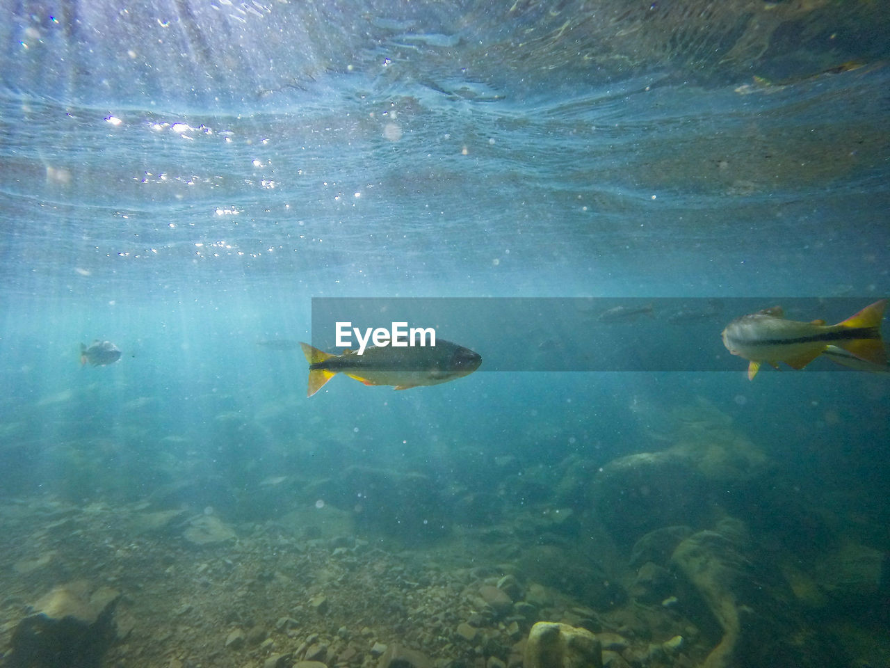 VIEW OF FISH UNDERWATER