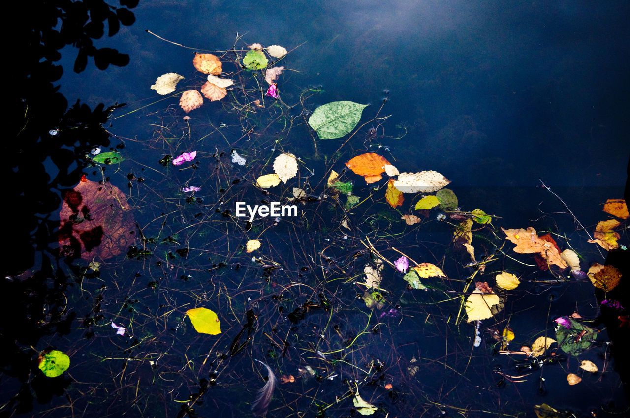 HIGH ANGLE VIEW OF WATER LILY ON LAKE
