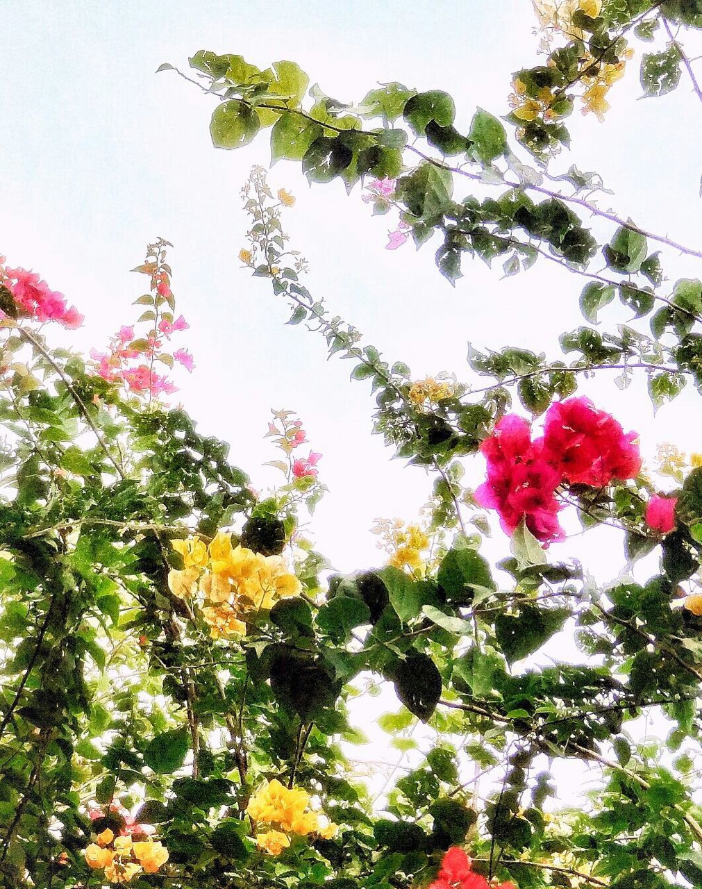 LOW ANGLE VIEW OF FLOWERS AGAINST TREES