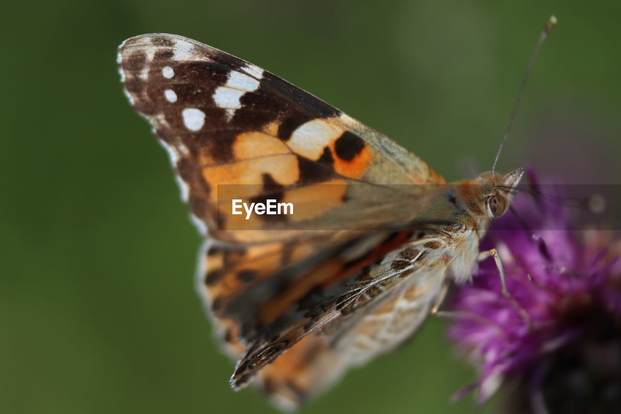 Close-up of butterfly on purple flower