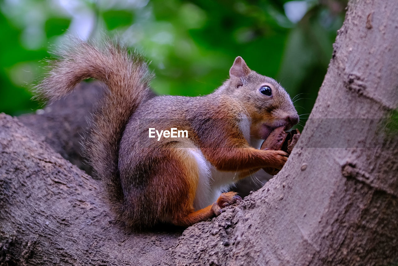 CLOSE-UP OF SQUIRREL ON TREE TRUNK