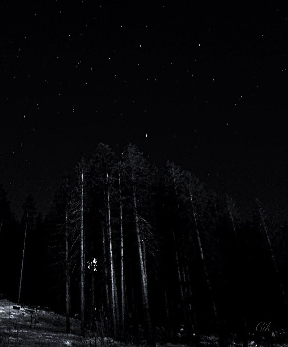 LOW ANGLE VIEW OF TREES AT NIGHT