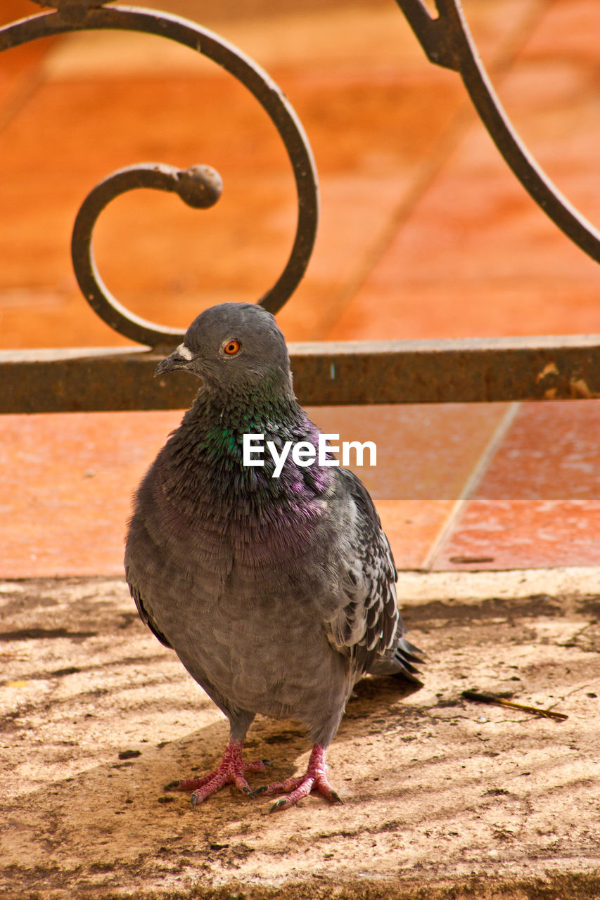 Close-up of a pigeon