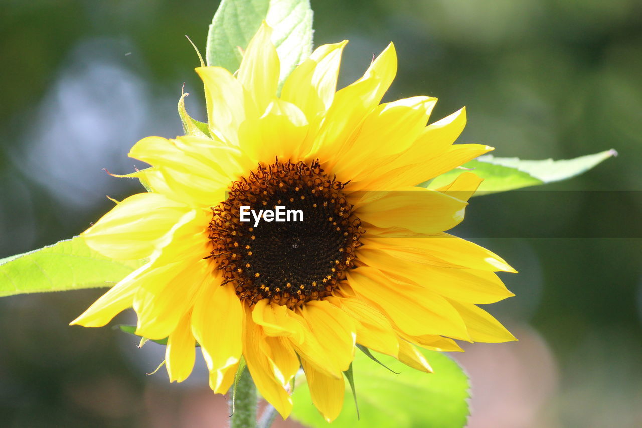 CLOSE-UP OF YELLOW FLOWER