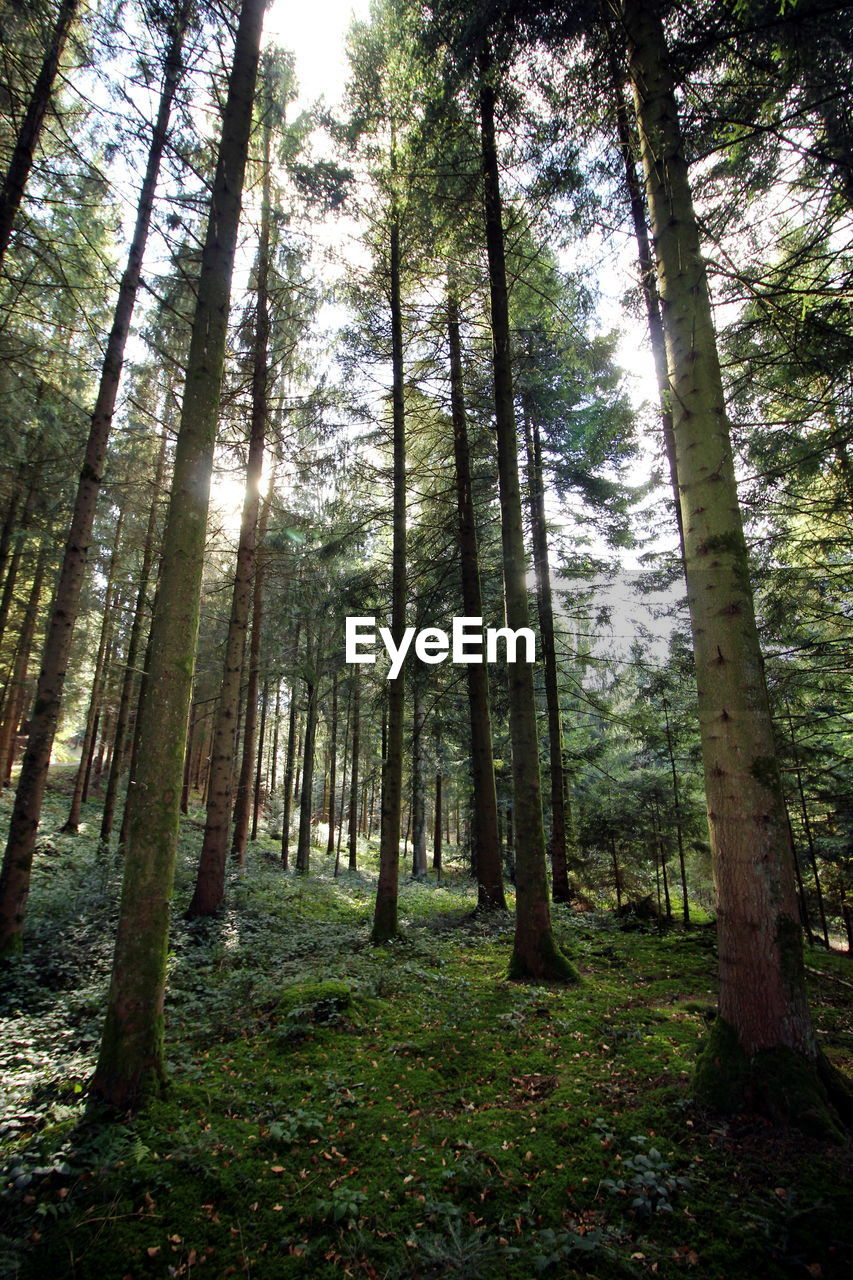 LOW ANGLE VIEW OF BAMBOO FOREST