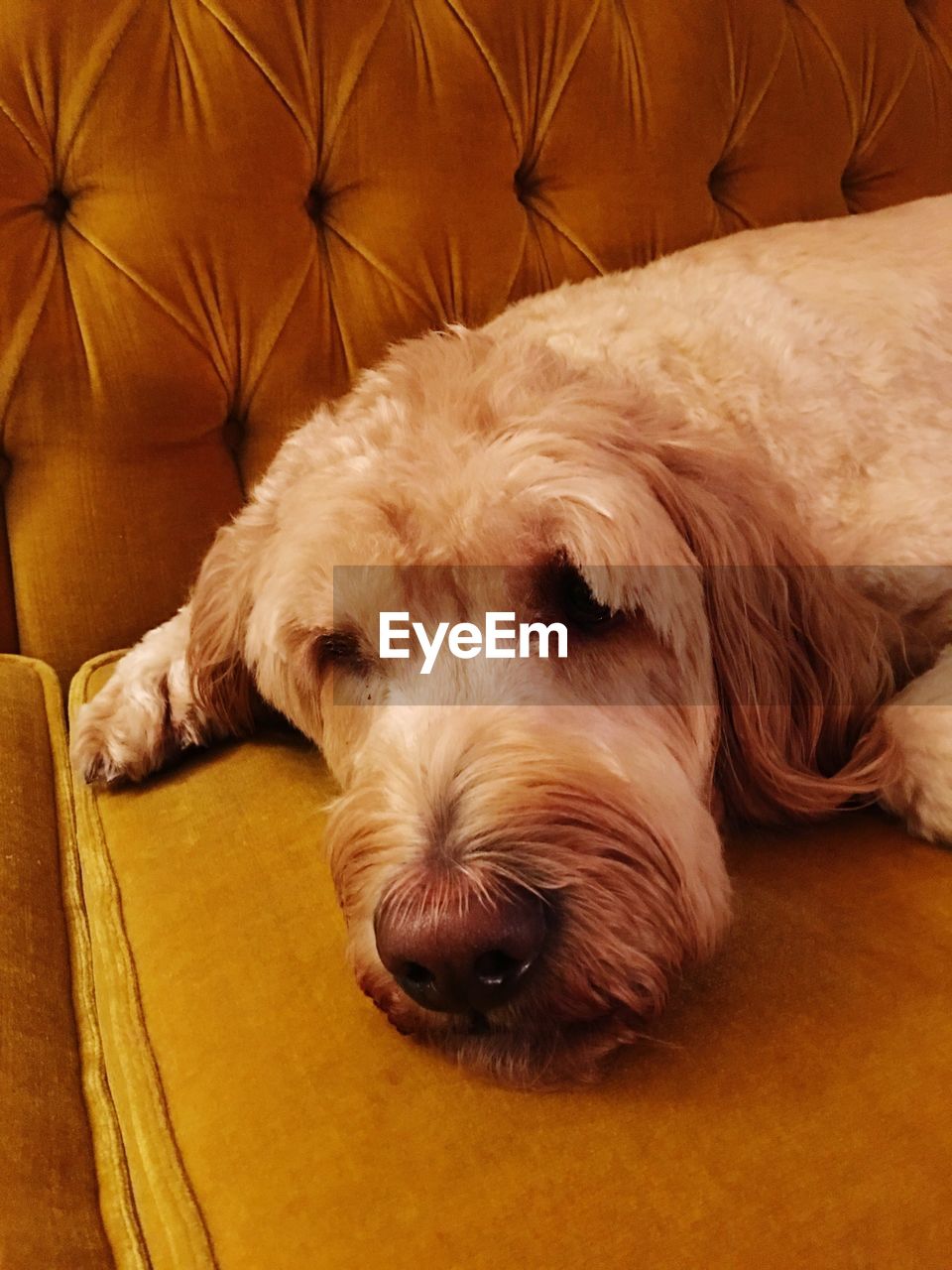 DOG SLEEPING ON SOFA