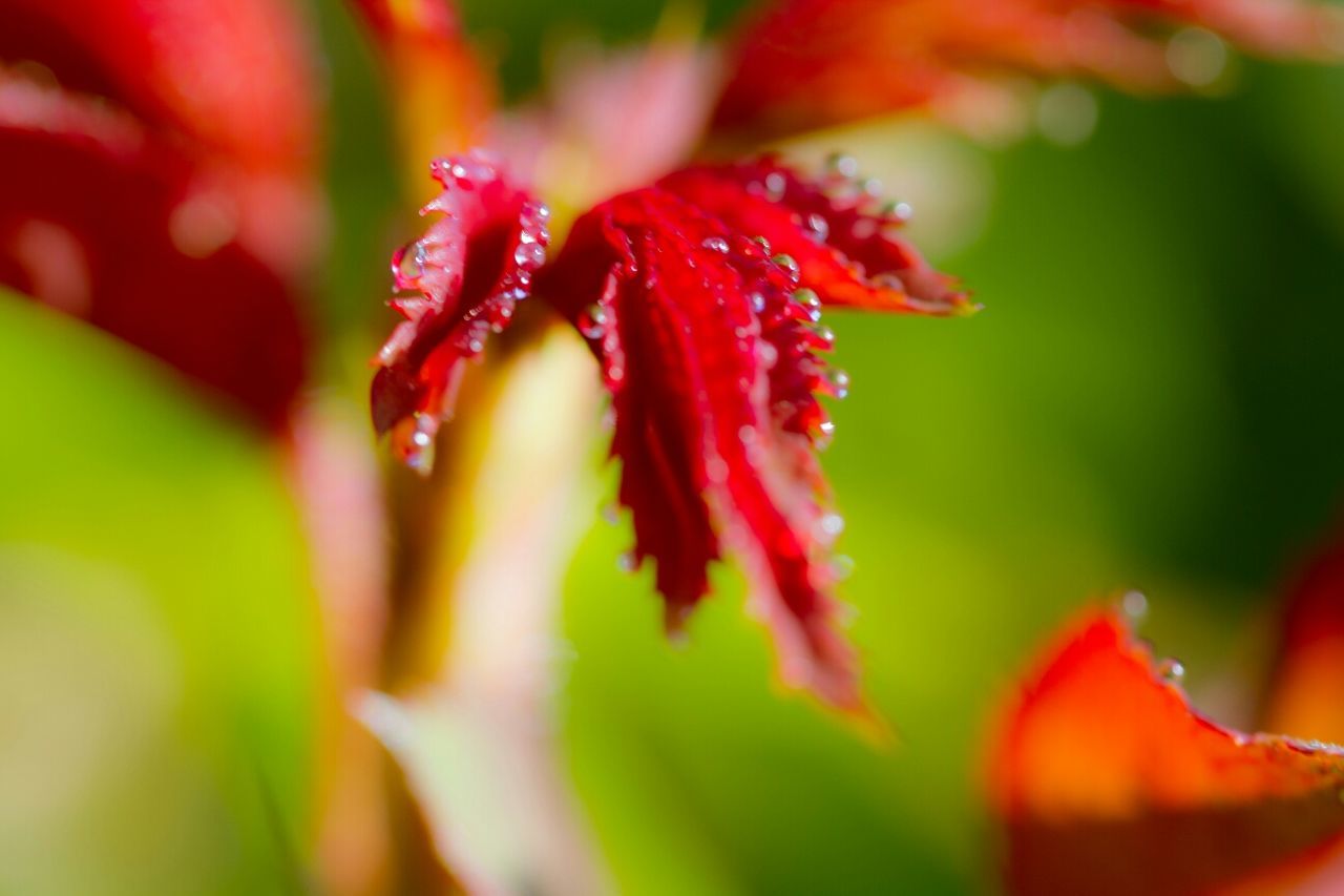 Close-up of water drops on flowers against blurred background