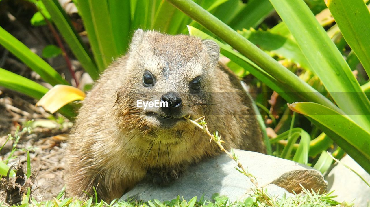 CLOSE-UP OF RABBIT