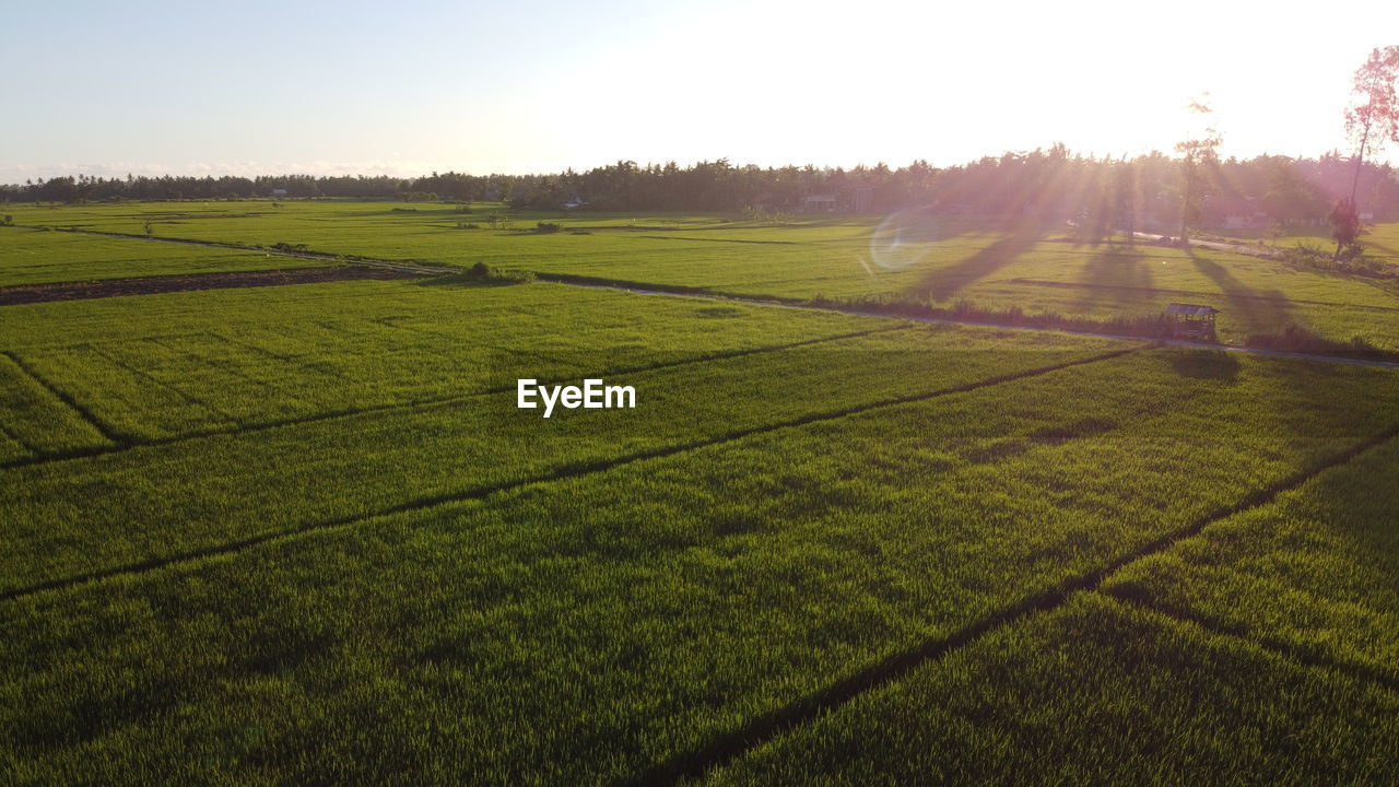 SCENIC VIEW OF AGRICULTURAL FIELD