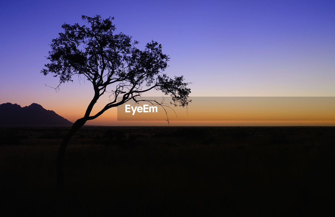 Silhouette of trees at sunset