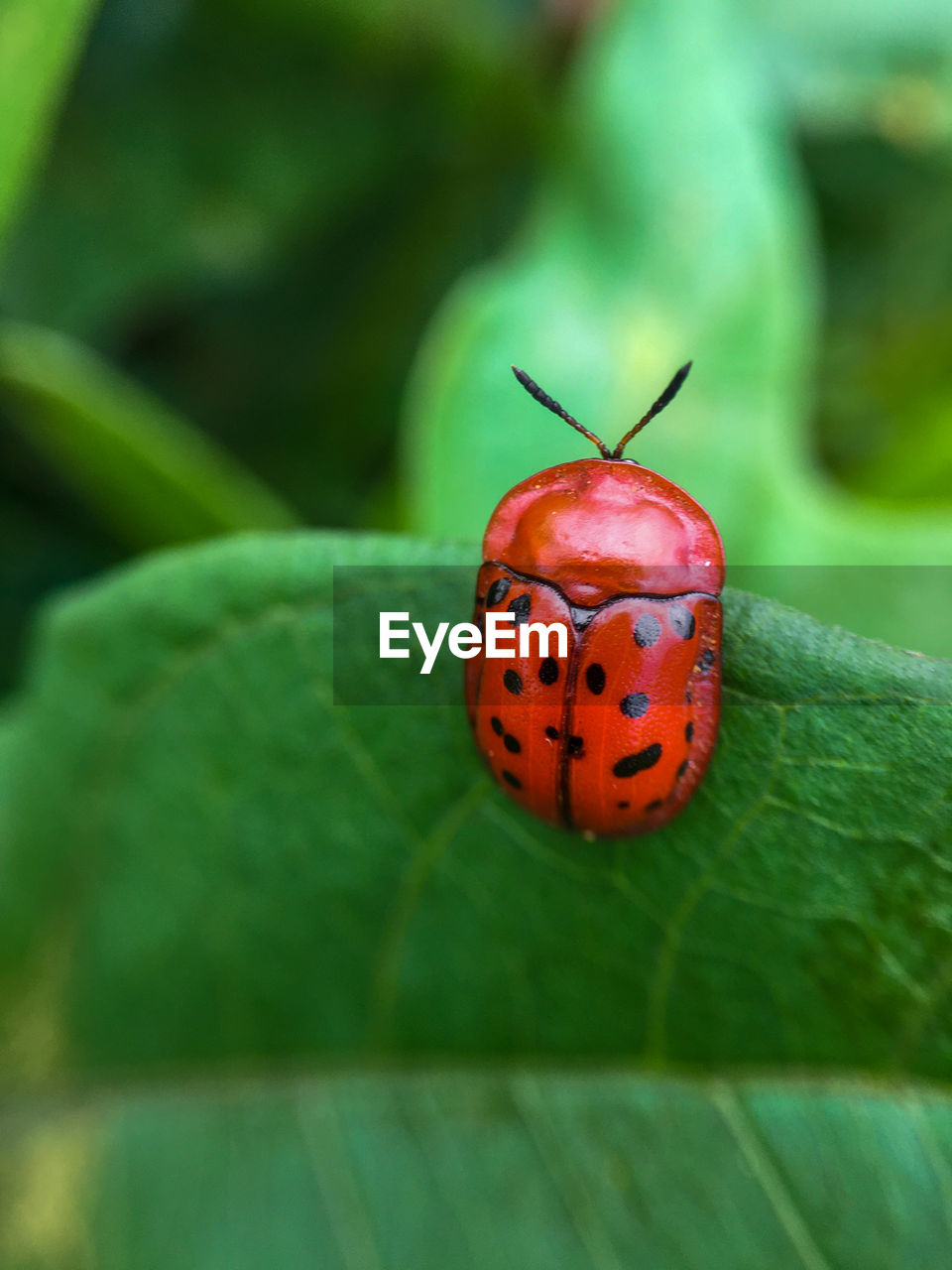 insect, ladybug, animal, animal themes, beetle, green, animal wildlife, one animal, macro photography, plant part, leaf, close-up, wildlife, spotted, red, nature, no people, plant, outdoors, day, focus on foreground, beauty in nature, macro, selective focus, flower, environment