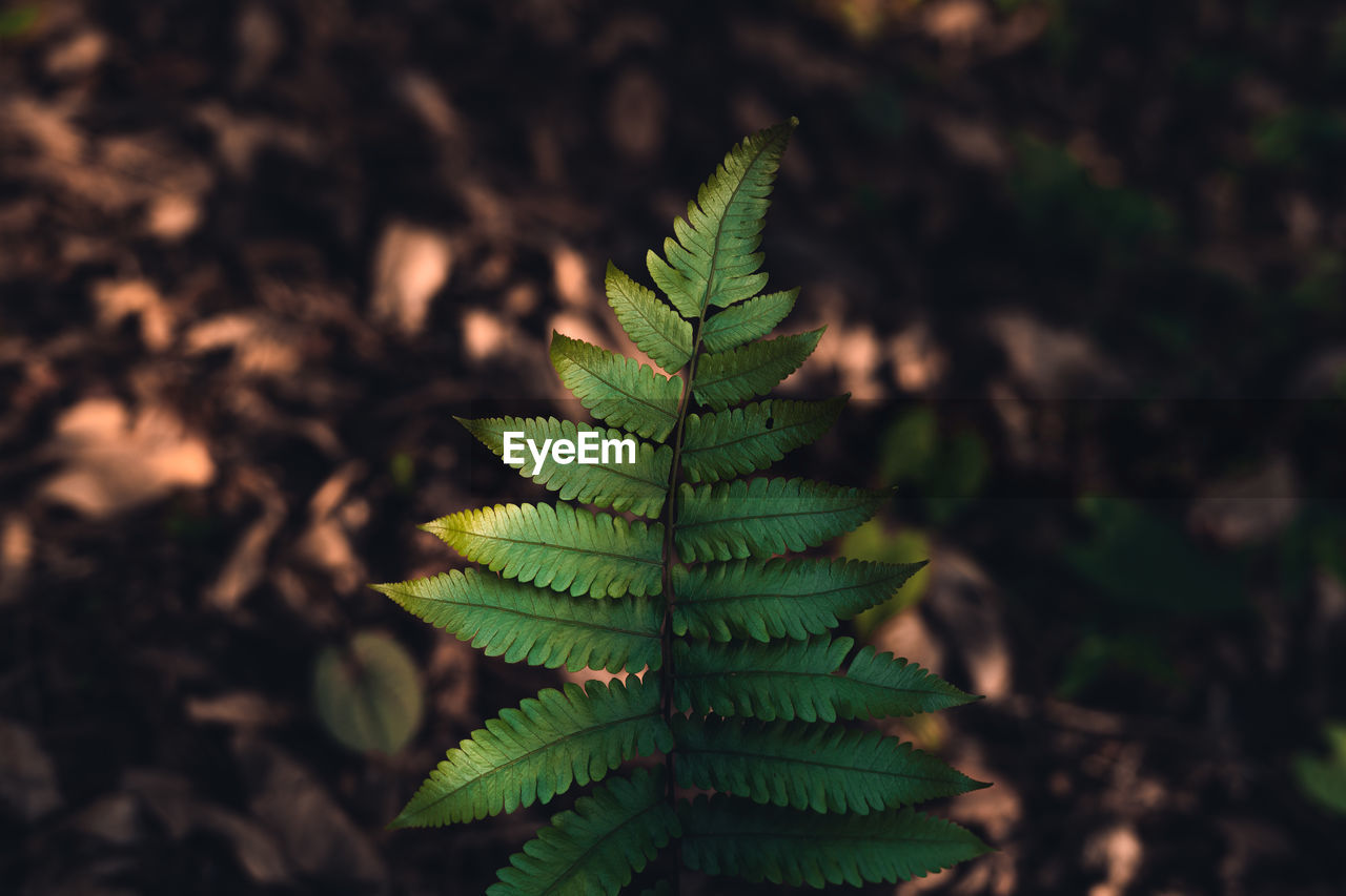 HIGH ANGLE VIEW OF FERN LEAVES ON LAND