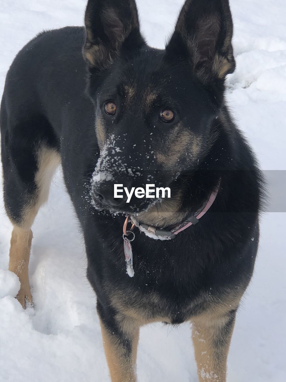 PORTRAIT OF BLACK DOG ON SNOW