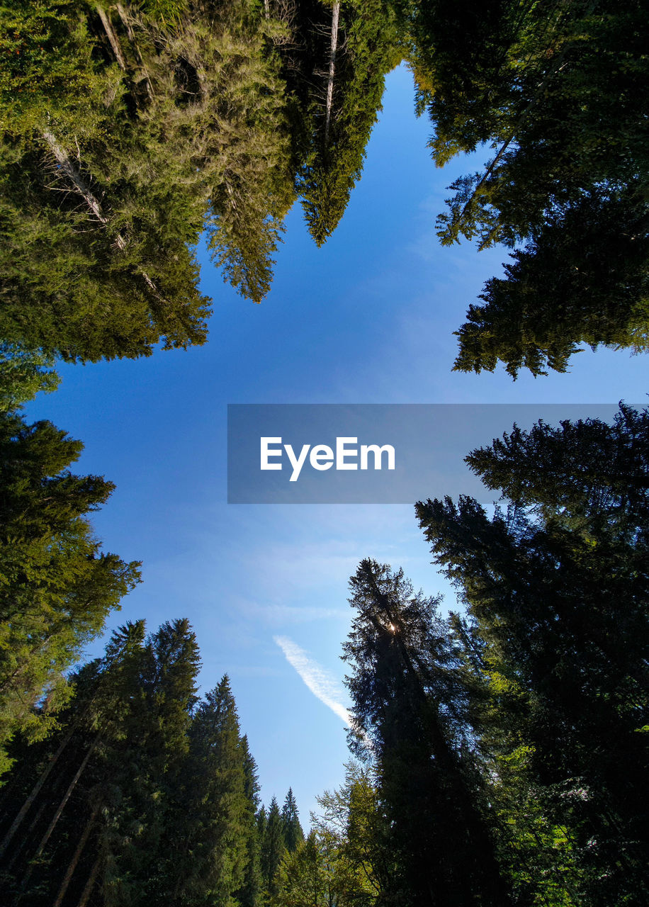 Clear blue sky above the woods