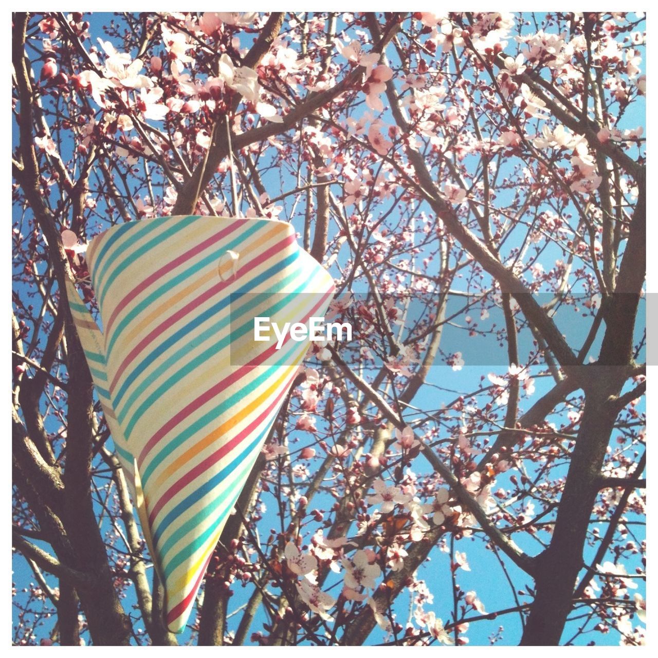 Close-up of paper cone hanging on apple blossoms in spring