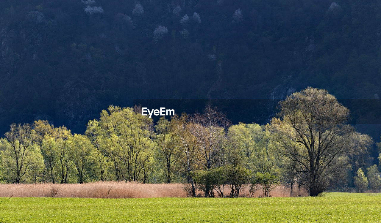 SCENIC VIEW OF FIELD