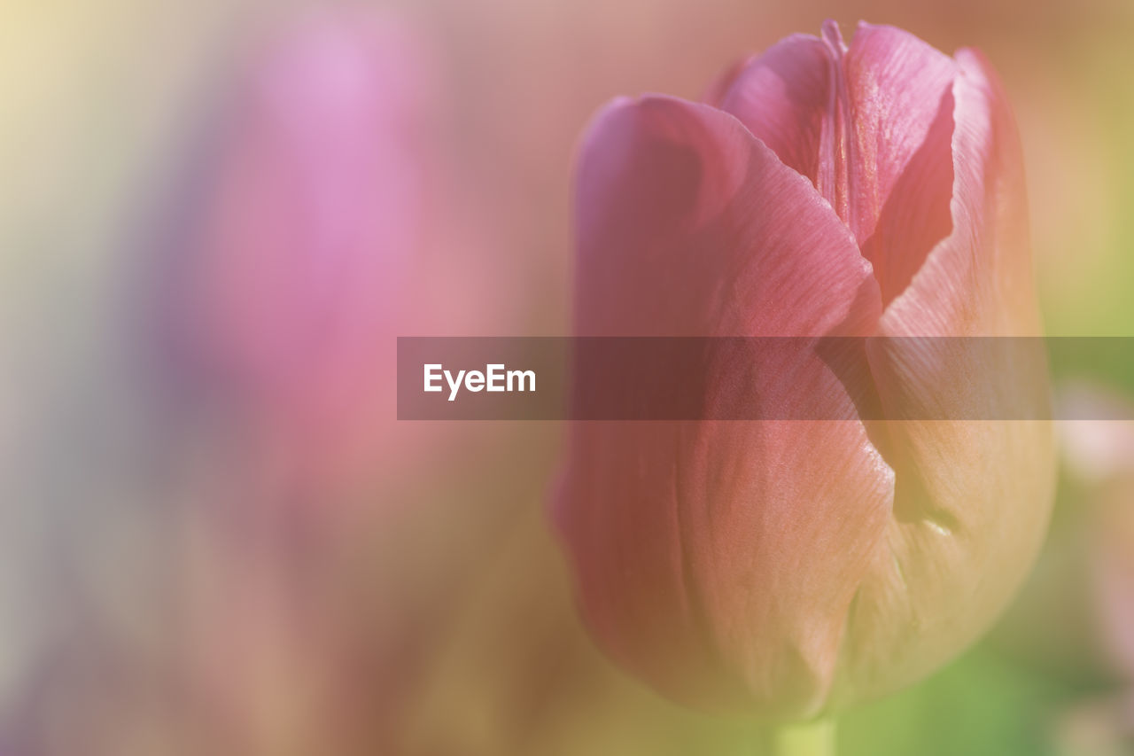 CLOSE-UP OF PINK FLOWER PETAL