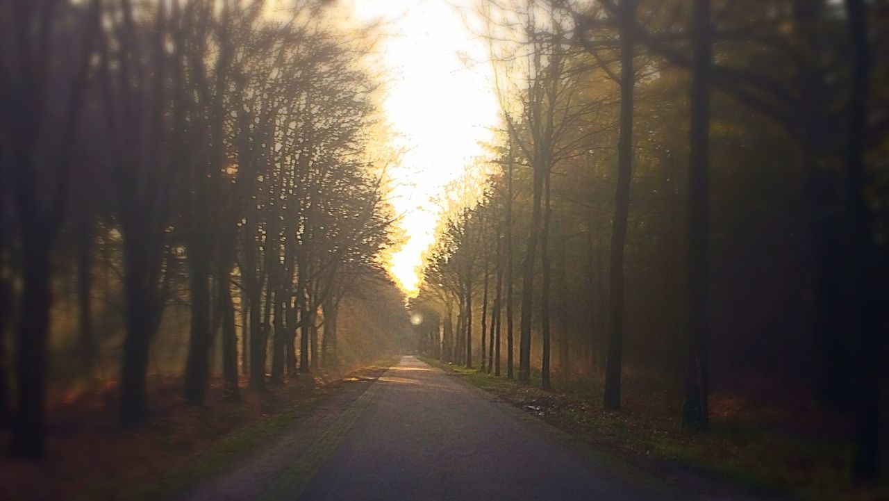 TREELINED ROAD AT SUNSET