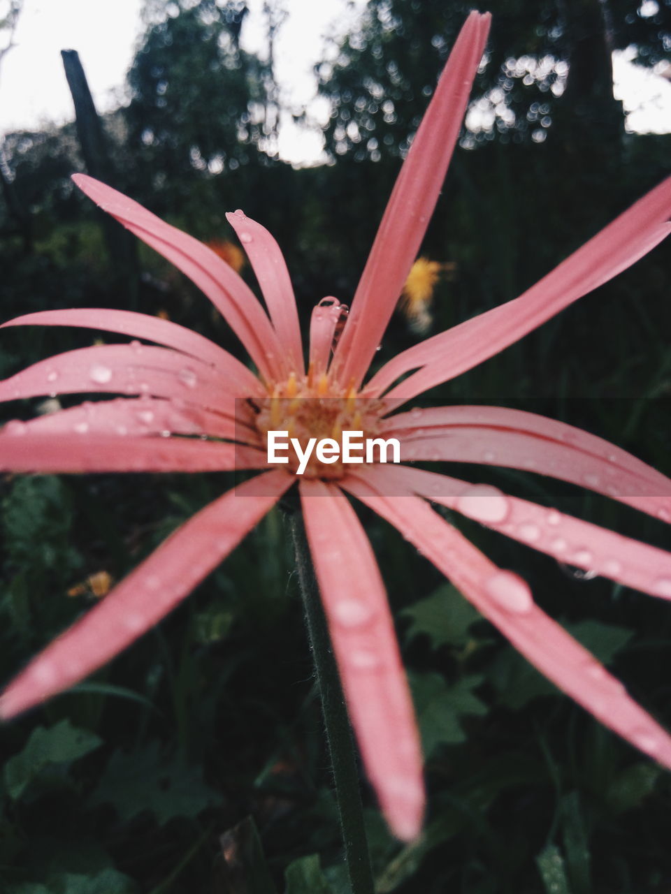 CLOSE-UP OF RED FLOWER BLOOMING